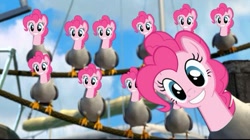 Size: 497x279 | Tagged: safe, imported from derpibooru, pinkie pie, seagull, crossover, finding nemo, fun, fun fun fun, mine!, multeity, too much pink energy is dangerous