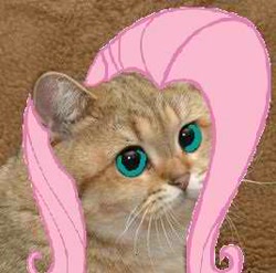 Size: 268x265 | Tagged: safe, imported from derpibooru, fluttershy, cat, photoshop