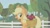 Size: 853x480 | Tagged: safe, imported from derpibooru, screencap, applejack, earth pony, pony, season 1, the ticket master, female, solo