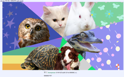 Size: 1230x763 | Tagged: safe, imported from derpibooru, angel bunny, gummy, opalescence, owlowiscious, tank, winona, /mlp/, 4chan, 4chan get, check em, epic get, get, pet six