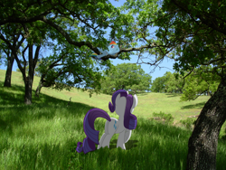 Size: 2816x2112 | Tagged: safe, artist:destructodash, imported from derpibooru, rainbow dash, rarity, pony, butt, irl, photo, plot, ponies in real life, tree, vector