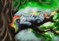 Size: 1023x723 | Tagged: safe, artist:steamroller988, imported from derpibooru, rainbow dash, pegasus, pony, female, mare, sleeping, solo, tree, tree branch