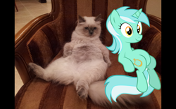 Size: 1440x900 | Tagged: safe, imported from derpibooru, lyra heartstrings, cat, pony, unicorn, female, irl, mare, meme, photo, sitting lyra