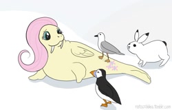 Size: 1024x655 | Tagged: safe, artist:ratscribbles, imported from derpibooru, fluttershy, puffin, rabbit, seagull, walrus, :3, female, looking back, simple background, smiling, species swap, white background, wings