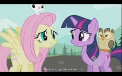 Size: 640x400 | Tagged: safe, imported from derpibooru, screencap, angel bunny, fluttershy, owlowiscious, twilight sparkle, google, youtube caption