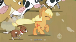 Size: 855x471 | Tagged: safe, imported from derpibooru, screencap, applejack, winona, cow, earth pony, pony, applebuck season, border collie, ei, female, genocide, hub logo, logo, mare, running, the hub, youtube caption