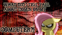 Size: 1600x900 | Tagged: safe, imported from derpibooru, fluttershy, .mov, shed.mov, fluttershed