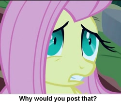 Size: 927x795 | Tagged: safe, imported from derpibooru, screencap, fluttershy, pony, luna eclipsed, cropped, female, image macro, meme, pinprick eyes, solo, why would you post that