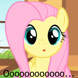 Size: 600x600 | Tagged: safe, edit, edited screencap, imported from derpibooru, screencap, fluttershy, pony, :o, caption, cute, female, image macro, looking at you, reaction image, solo