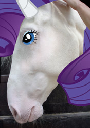 Size: 468x667 | Tagged: safe, imported from derpibooru, rarity, horse, hoers, irl, irl horse, photo, recolored hoers, solo