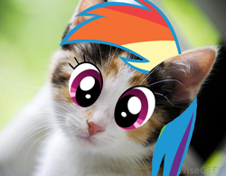Size: 1000x781 | Tagged: safe, artist:eekiwi, edit, imported from derpibooru, rainbow dash, cat, cute, dashabetes, female, looking at you, rainbow cat, solo, wat, weapons-grade cute