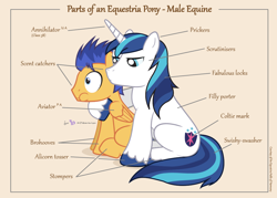 Size: 1050x750 | Tagged: safe, artist:dm29, imported from derpibooru, flash sentry, shining armor, pegasus, pony, unicorn, anatomy, anatomy guide, annihilator, aweeg*, chart, cute, derail in the comments, diagram, duo, frown, glare, hug, implied epic wife tossing, male, overprotective armor, parts of an equestria pony, puffy cheeks, scared, sitting, stallion, wide eyes