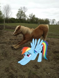 Size: 1836x2448 | Tagged: safe, edit, imported from derpibooru, rainbow dash, horse, hoers, horses doing horse things, irl, irl horse, iwtcird, meme, photo, real pony, scrunchy face, stretching