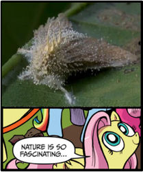 Size: 395x473 | Tagged: safe, edit, idw, imported from derpibooru, fluttershy, moth, pegasus, pony, cordyceps, exploitable meme, female, fungus, mare, meme, nature is so fascinating