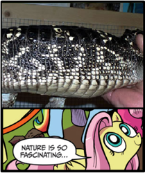 Size: 395x473 | Tagged: safe, edit, idw, imported from derpibooru, fluttershy, alligator, pegasus, pony, exploitable meme, female, god, mare, meme, nature is so fascinating, pareidolia, when you see it