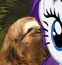 Size: 300x314 | Tagged: safe, imported from derpibooru, rarity, sloth, rape sloth, wat