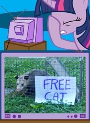 Size: 562x771 | Tagged: safe, imported from derpibooru, twilight sparkle, cat, opossum, exploitable meme, facehoof, fail, meme, seems legit, tv meme