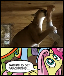 Size: 393x469 | Tagged: safe, edit, idw, imported from derpibooru, fluttershy, big cat, cougar (animal), pony, exploitable meme, licking, meme, nature is so fascinating