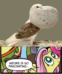 Size: 396x473 | Tagged: safe, edit, idw, imported from derpibooru, fluttershy, bird, pegasus, pony, birb, exploitable meme, female, forever alone, mare, meme, nature is so fascinating