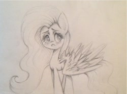 Size: 878x647 | Tagged: safe, artist:fourteenarrows, imported from derpibooru, fluttershy, female, solo, traditional art
