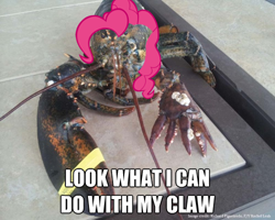 Size: 500x400 | Tagged: safe, imported from derpibooru, pinkie pie, lobster, image macro, wat