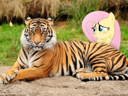 Size: 1920x1440 | Tagged: safe, artist:chanceh96, imported from derpibooru, fluttershy, big cat, tiger, blushing, irl, photo, ponies in real life, vector