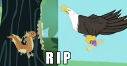 Size: 1070x558 | Tagged: safe, imported from derpibooru, that friggen eagle, bald eagle, bird, eagle, fish, squirrel, pinkie apple pie, animal, image macro, imminent death, rest in peace, sap, stuck, sugar pine, tree sap