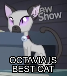 Size: 405x458 | Tagged: safe, edit, edited screencap, imported from derpibooru, screencap, octavia melody, cat, siamese cat, pinkie apple pie, animal, bell, bell collar, collar, cropped, female, goldie delicious' cats, image macro, meme, purple eyes, solo