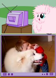 Size: 510x715 | Tagged: safe, imported from derpibooru, oc, oc:fluffle puff, dog, human, baby, cute, exploitable meme, fluffy, irl, irl human, meme, obligatory pony, photo, snuggling, tv meme, youtube link