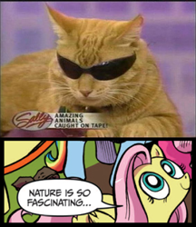 Size: 397x459 | Tagged: safe, edit, idw, imported from derpibooru, fluttershy, cat, pegasus, pony, exploitable meme, female, mare, meme, nature is so fascinating, obligatory pony, sunglasses