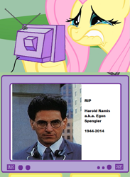 Size: 563x771 | Tagged: safe, imported from derpibooru, fluttershy, human, pony, egon spengler, exploitable meme, fluttercry, ghostbusters, harold ramis, meme, obituary, obligatory pony, rest in peace, tv meme