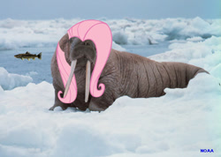 Size: 600x427 | Tagged: safe, imported from derpibooru, fluttershy, walrus, wat