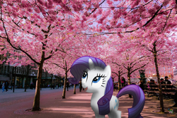 Size: 880x583 | Tagged: safe, artist:krusiu42, artist:ojhat, imported from derpibooru, rarity, human, bench, building, cherry blossoms, irl, japan, photo, ponies in real life, shadow, solo, streetlight, vector