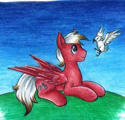 Size: 911x877 | Tagged: safe, artist:szopwmeloniku, imported from derpibooru, oc, oc only, oc:quick wind, bird, pegasus, pony, lying, traditional art