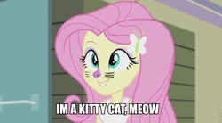 Size: 842x464 | Tagged: safe, edit, imported from derpibooru, screencap, fluttershy, cat, equestria girls, rainbow rocks, 1000 hours in ms paint, face paint, female, image macro, meme, ms paint, solo