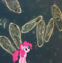 Size: 596x599 | Tagged: safe, imported from derpibooru, pinkie pie, earth pony, pony, irl, micro, microscopic, microscopic photography, paramecium, photo, ponies in real life