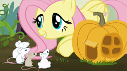 Size: 1904x1066 | Tagged: safe, imported from derpibooru, screencap, fluttershy, mouse, pegasus, pony, the hooffields and mccolts, cute, discovery family logo, female, food, mare, pumpkin, pumpkin house, smiling