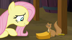 Size: 1903x1066 | Tagged: safe, imported from derpibooru, screencap, fluttershy, pegasus, pony, squirrel, the hooffields and mccolts, cute, discovery family logo, female, looking at each other, mare, shyabetes, smiling