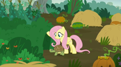 Size: 1904x1067 | Tagged: safe, imported from derpibooru, screencap, fluttershy, pegasus, pony, tortoise, the hooffields and mccolts, animal, bush, cute, discovery family logo, female, food, garden, hay, hay bale, mare, pumpkin, watermelon