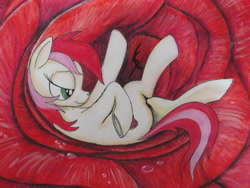 Size: 4288x3216 | Tagged: safe, artist:scribblepwn3, imported from derpibooru, roseluck, earth pony, pony, female, flower, not vore, on back, pen, rose, solo, traditional art, watercolor painting
