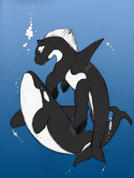 Size: 601x800 | Tagged: safe, artist:anonshi, imported from derpibooru, oc, oc only, oc:orca, hybrid, orca, orca pony, original species, pony, whale, animal, artifact, duo, underwater