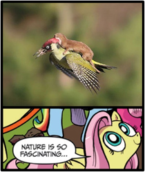 Size: 397x473 | Tagged: safe, edit, idw, imported from derpibooru, fluttershy, bird, pony, weasel, exploitable meme, irl, meme, nature is so fascinating, obligatory pony, photo, woodpecker