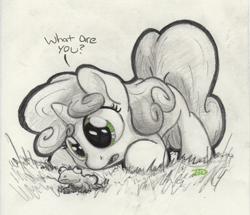 Size: 3296x2837 | Tagged: safe, artist:bobdude0, imported from derpibooru, sweetie belle, frog, curious, sketch, traditional art