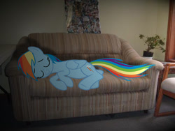 Size: 640x480 | Tagged: safe, artist:destructodash, artist:fabulouspony, imported from derpibooru, rainbow dash, pegasus, pony, couch, female, irl, mare, photo, plant, ponies in real life, poster, shadow, sleeping, solo, vector