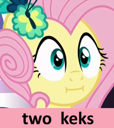 Size: 296x334 | Tagged: safe, imported from derpibooru, fluttershy, make new friends but keep discord, :i, forty keks, kek, meme, reaction image, we bought two cakes, wide eyes