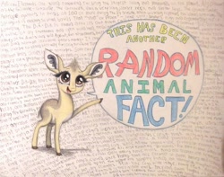 Size: 1008x793 | Tagged: safe, artist:thefriendlyelephant, imported from derpibooru, oc, oc only, oc:kekere, antelope, dik dik, animal in mlp form, cloven hooves, cute, facts, fluffy, solo, speech bubble, text, traditional art, wall of text