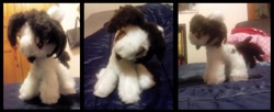 Size: 1024x416 | Tagged: safe, artist:finalaspex, imported from derpibooru, oc, oc only, oc:finalaspex, handmade, irl, photo, plushie, solo