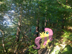 Size: 2592x1944 | Tagged: safe, artist:ebontopaz, artist:makenshi179, imported from derpibooru, fluttershy, forest, irl, path, photo, ponies in real life, shadow, solo, vector