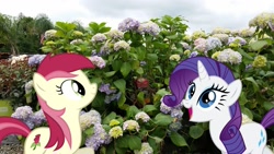 Size: 1441x810 | Tagged: safe, artist:bucketofwhales, artist:delectablecoffee, artist:thedoubledeuced, imported from derpibooru, rarity, roseluck, flower, happy, hydrangeas, irl, photo, ponies in real life, vector