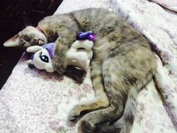 Size: 3264x2448 | Tagged: safe, imported from derpibooru, rarity, cat, aurora, cat cuddling plushies, cute, daaaaaaaaaaaw, hug, irl, photo, plushie, sleeping